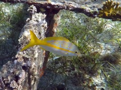 Yellow Snapper (8